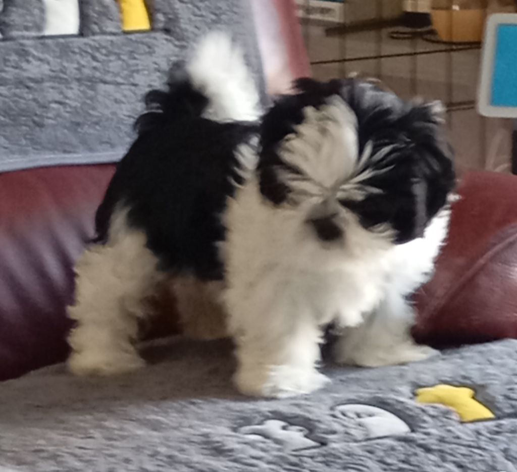 Du Berceau Du Lac - Chiots disponibles - Shih Tzu
