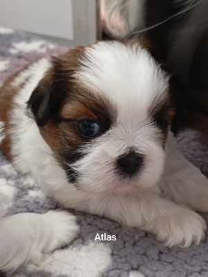 ATLAS
