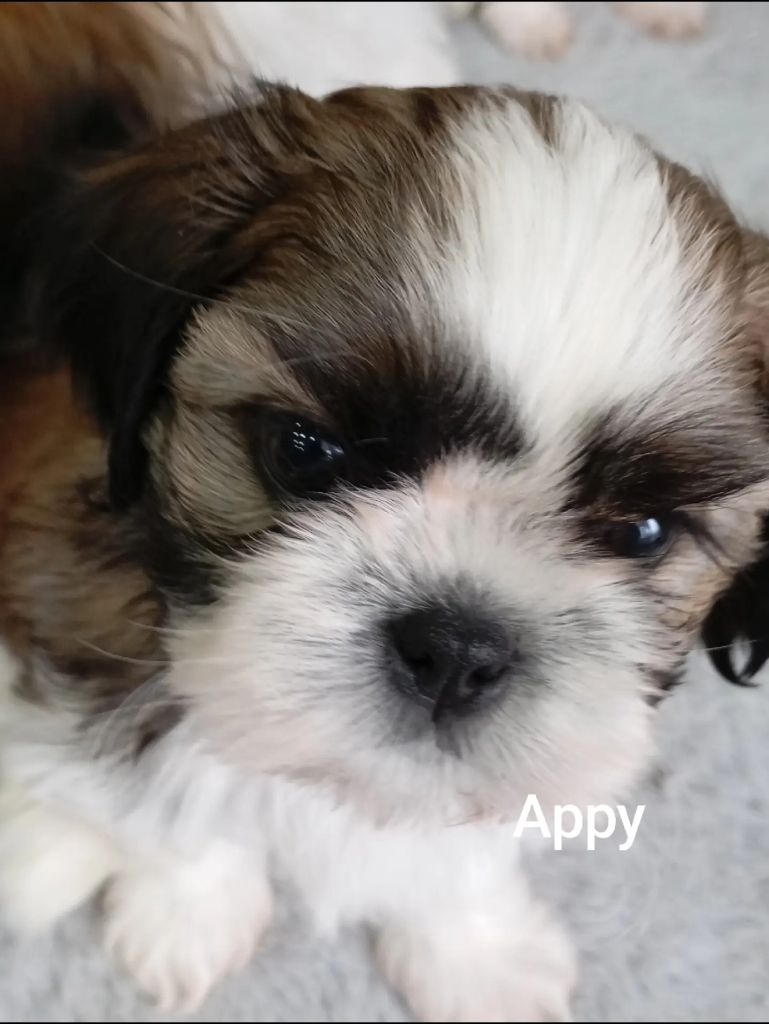 Du Berceau Du Lac - Chiots disponibles - Shih Tzu