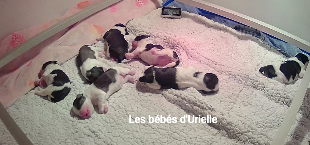 Du Berceau Du Lac - Shih Tzu - Portée née le 28/12/2024