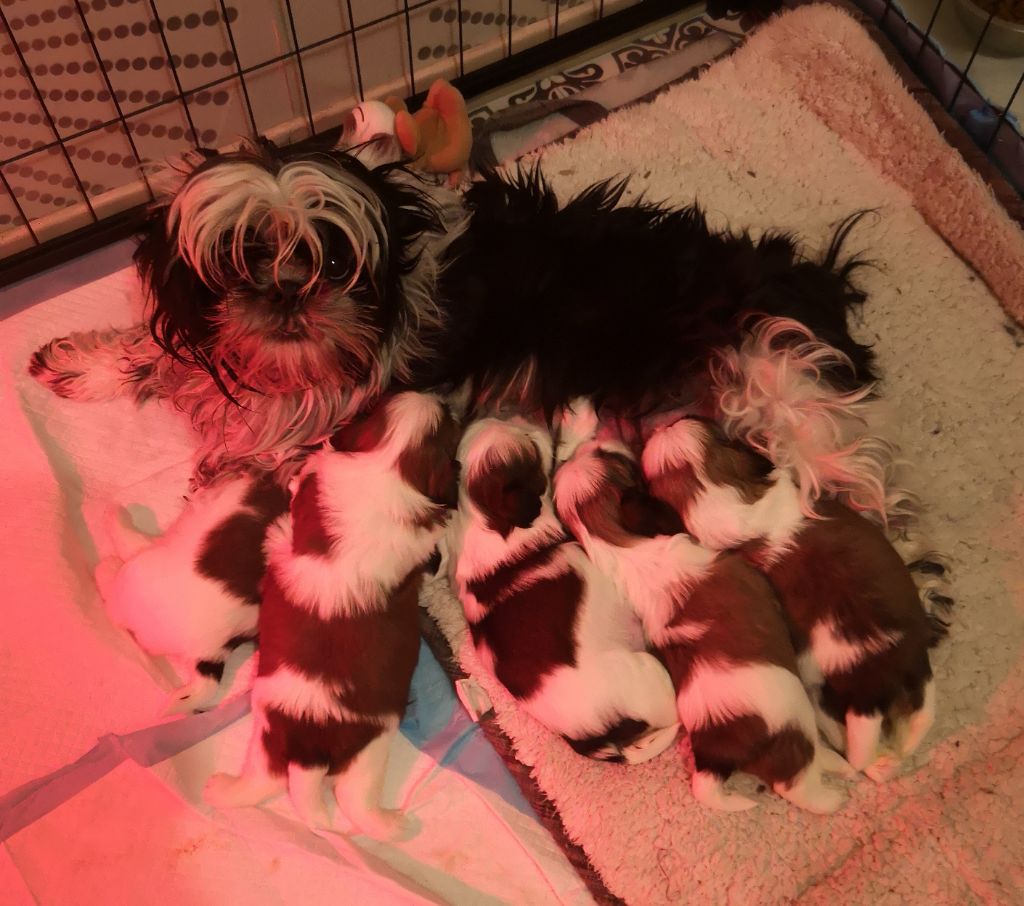 Du Berceau Du Lac - Shih Tzu - Portée née le 13/12/2023